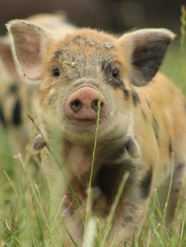 KUNE KUNE FERKEL