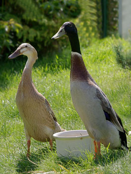 ENTE - INDISCHER LÄUFER