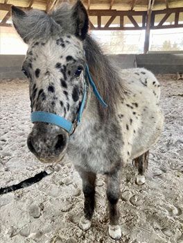 MINIAPPALOOSA