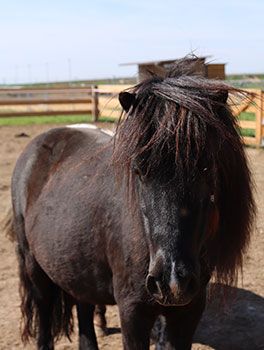 SHETLAND PONY