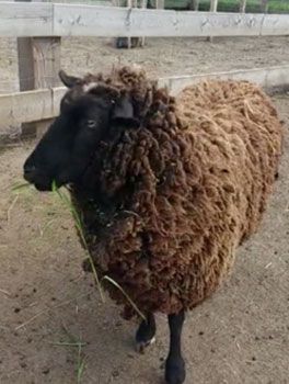 ZWARTBLES-SCHAF