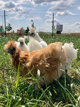 HENNE - GALLUS GALLUS F. DOMESTICA