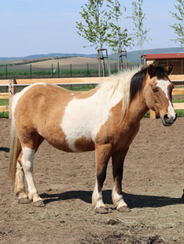 BÖHMISCHE SPORTPONY