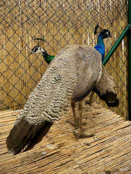 BLAUER PFAU
