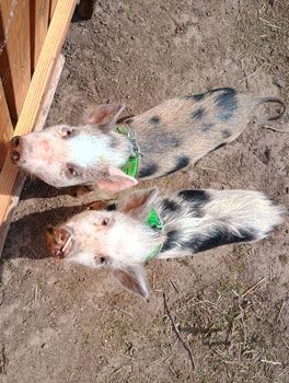 ZWERGSCHWEINE